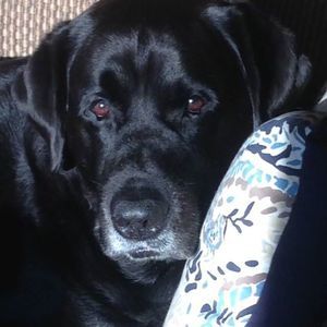 Meet your Posher, Debbie